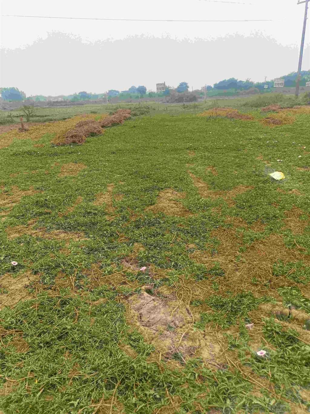 কিস্তিতে প্লট বিক্রয় করা হবে @ পাঁচ কাঠা জমি