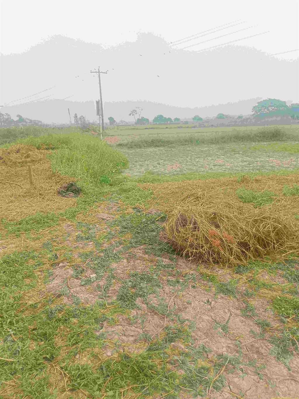 কিস্তিতে প্লট বিক্রয় করা হবে @ পাঁচ কাঠা জমি