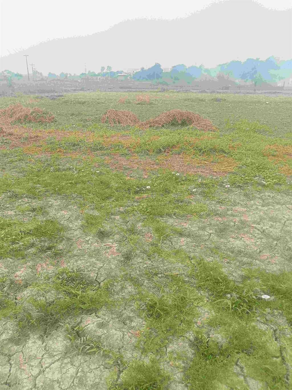 কিস্তিতে প্লট বিক্রয় করা হবে @ পাঁচ কাঠা জমি