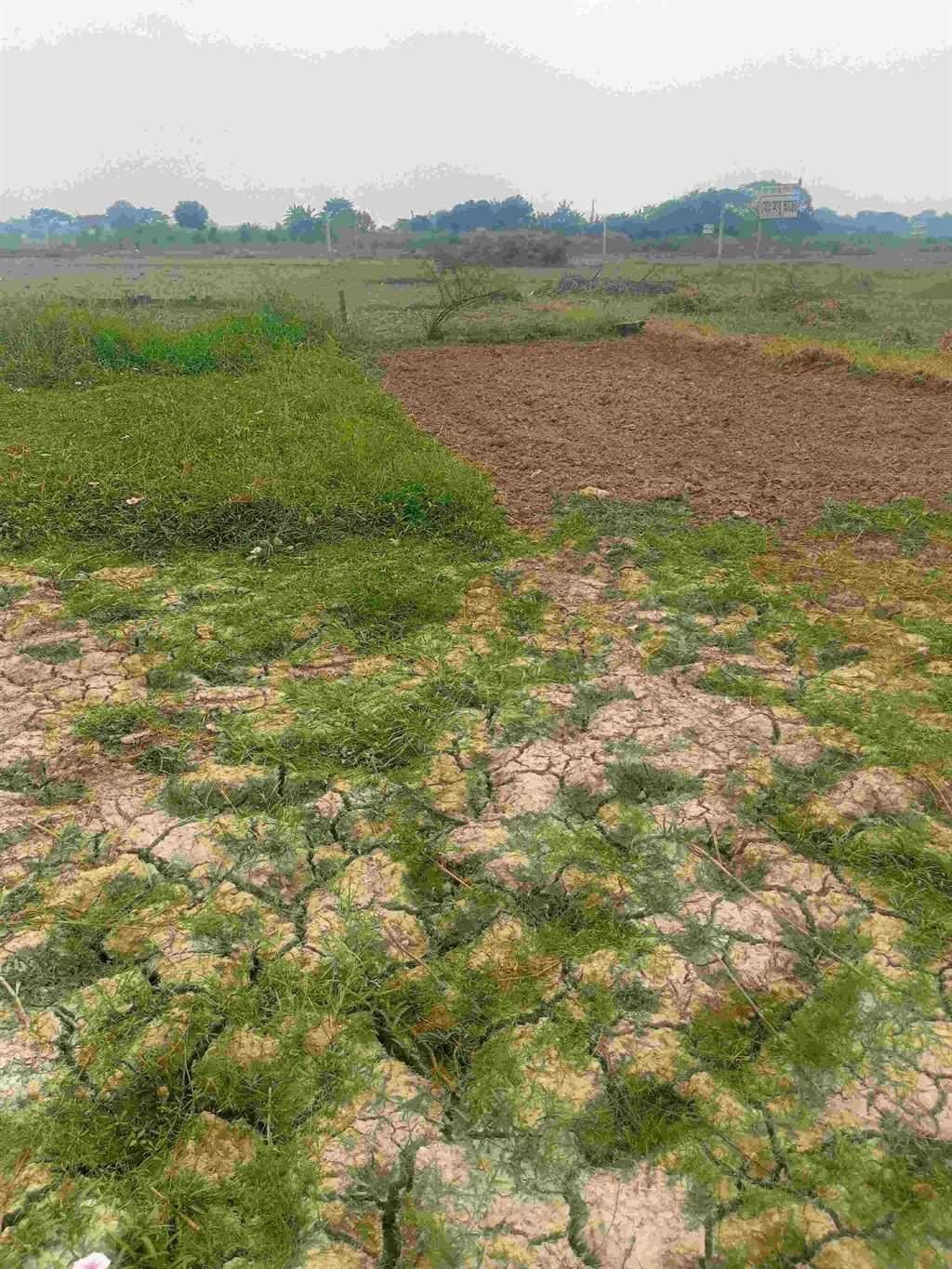 কিস্তিতে প্লট বিক্রয় করা হবে @ পাঁচ কাঠা জমি